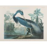 AUDUBON, John James (1785-1851). 19 x 25