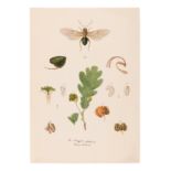 [MANUSCRIPT]. KOLLAR, Vincenz (1797-1860). "Abbildung und Beschreibung schadlicher Insecten. Ms. mit