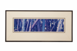 A LARGE FRAMED PHOTOGRAPH OF BAMBOO