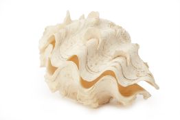 A LARGE CLAM SHELL