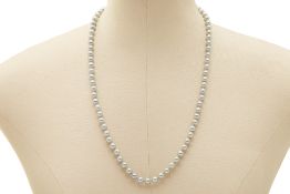 A GREY AKOYA PEARL NECKLACE (APPROX. 79 PEARLS)