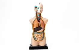 AN ANATOMICAL FIGURE