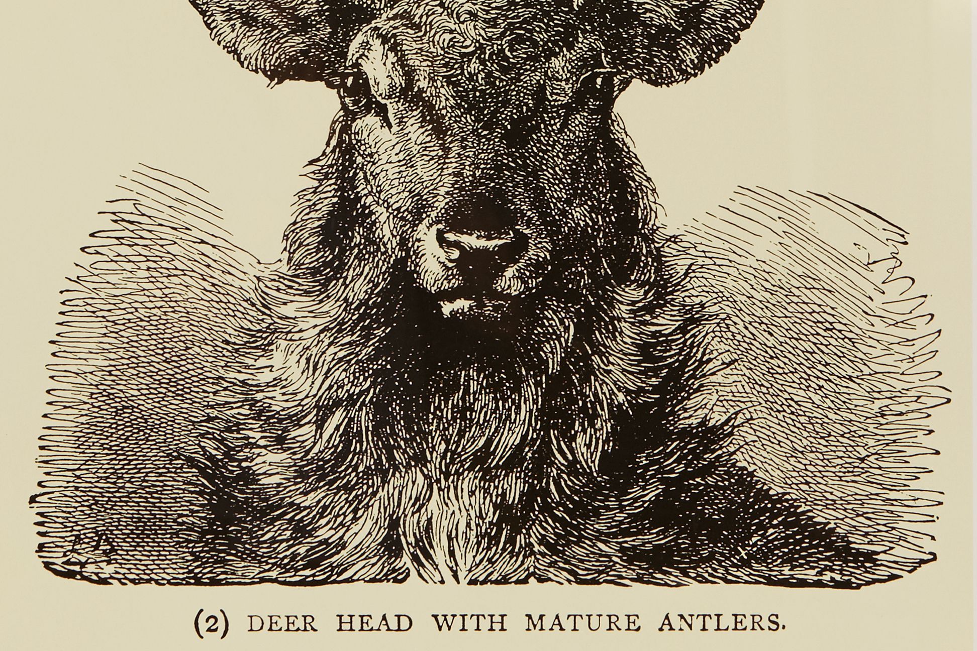 A LARGE FRAMED POSTER OF A STAG’S HEAD - Image 2 of 2