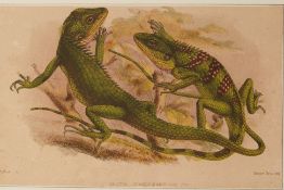 TWO NATURAL HISTORY ENGRAVINGS