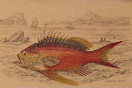 FOUR NATURAL HISTORY LITHOGRAPHS OF FISH (1)