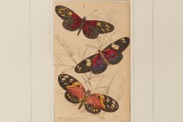 FOUR NATURAL HISTORY ENGRAVINGS OF BUTTERFLIES (2)