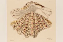 FOUR NATURAL HISTORY PRINTS OF SHELLS (1)