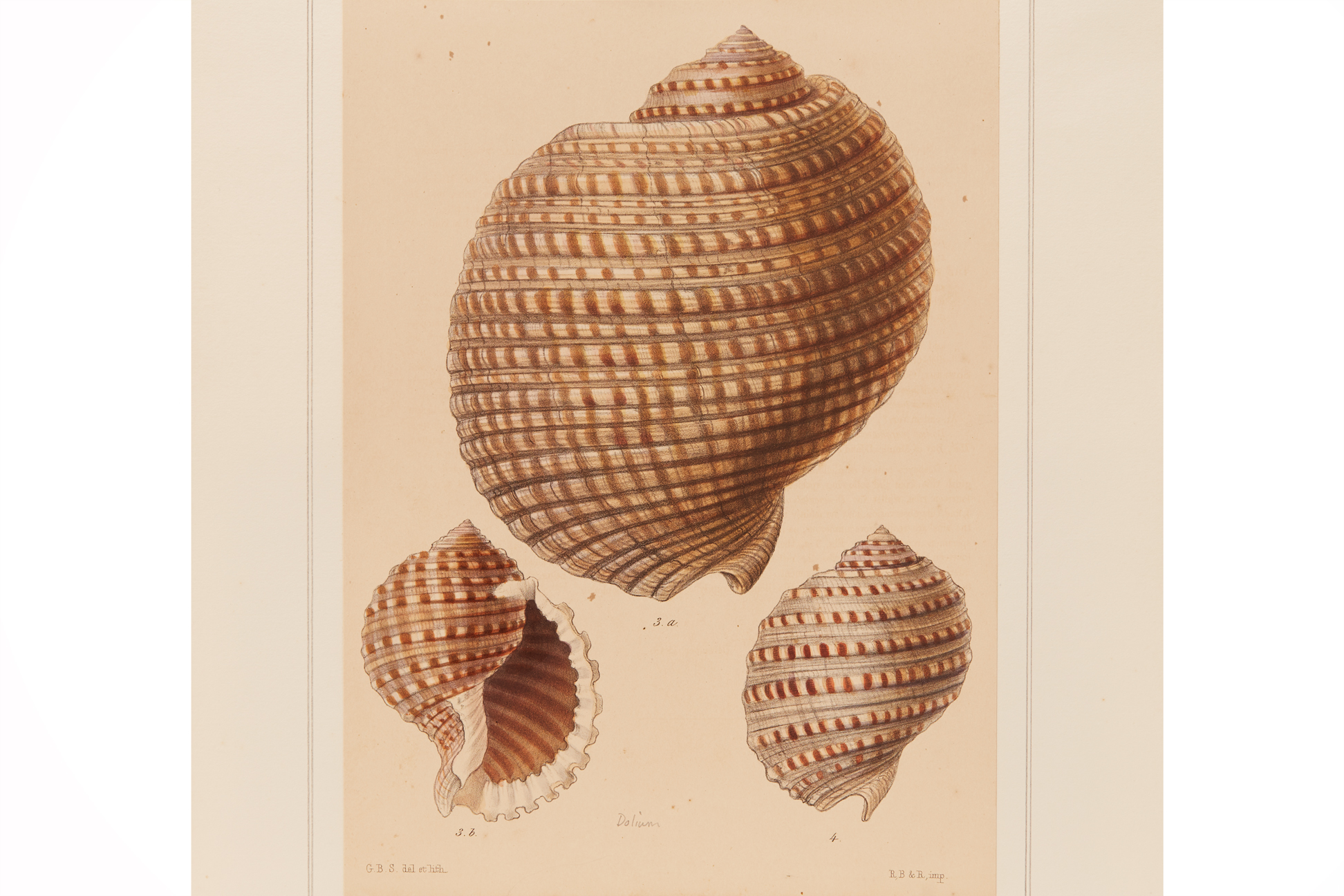 FOUR NATURAL HISTORY LITHOGRAPHS OF SHELLS (2) - Image 6 of 8