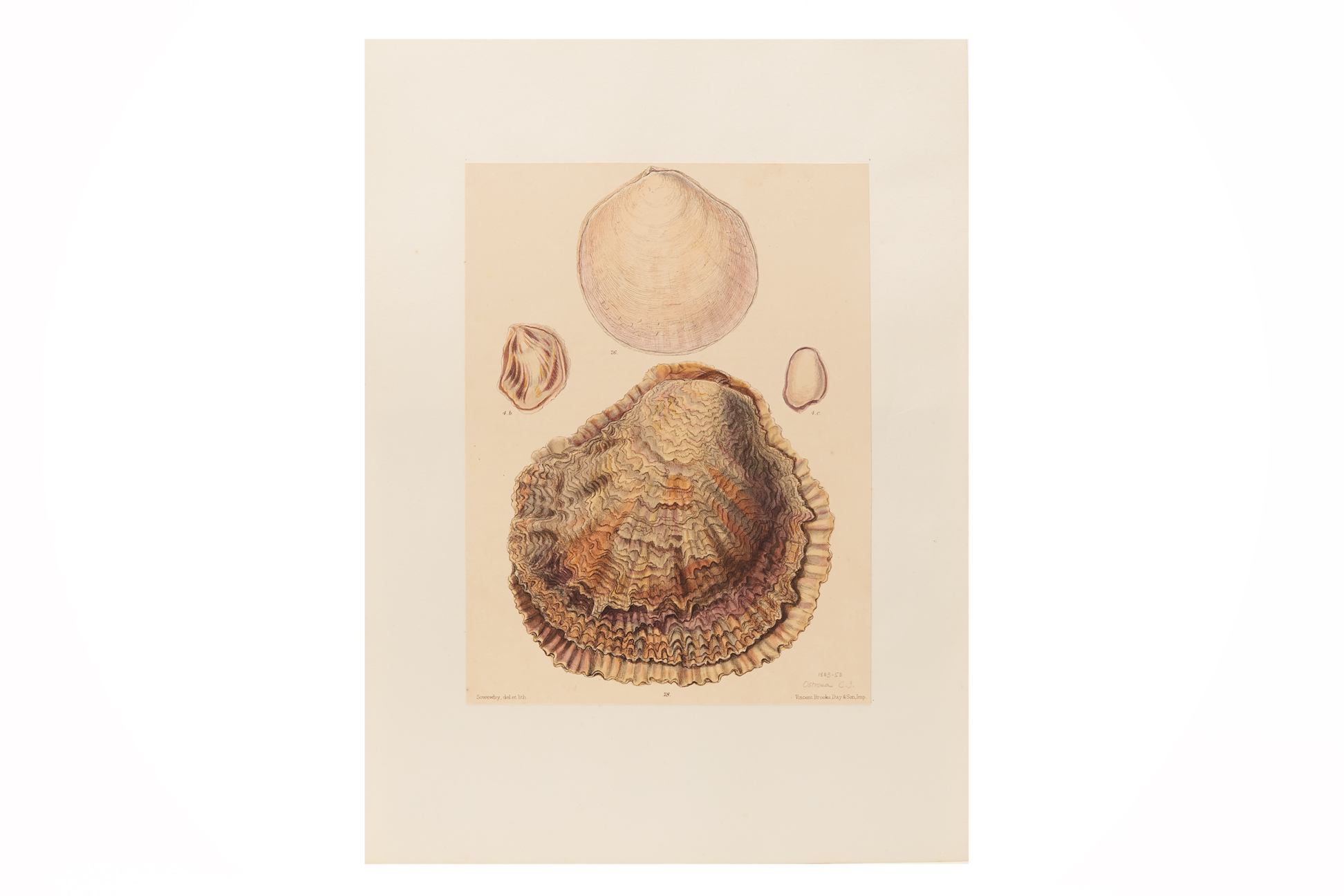 FOUR NATURAL HISTORY LITHOGRAPHS OF SHELLS (2) - Image 3 of 8