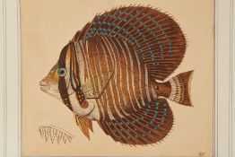 FOUR NATURAL HISTORY ENGRAVINGS OF FISH (1)
