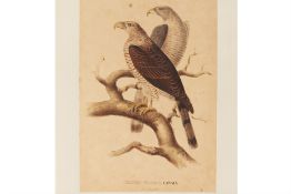 FOUR NATURAL HISTORY LITHOGRAPHS OF BIRDS