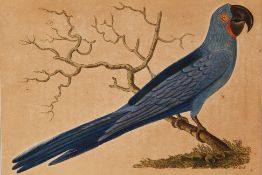 THREE NATURAL HISTORY PRINTS OF TROPICAL BIRDS