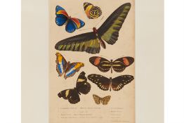 THREE NATURAL HISTORY PRINTS OF BUTTERFLIES