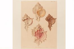 FOUR NATURAL HISTORY LITHOGRAPHS OF SHELLS (2)