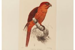 FIVE NATURAL HISTORY LITHOGRAPHS OF BIRDS
