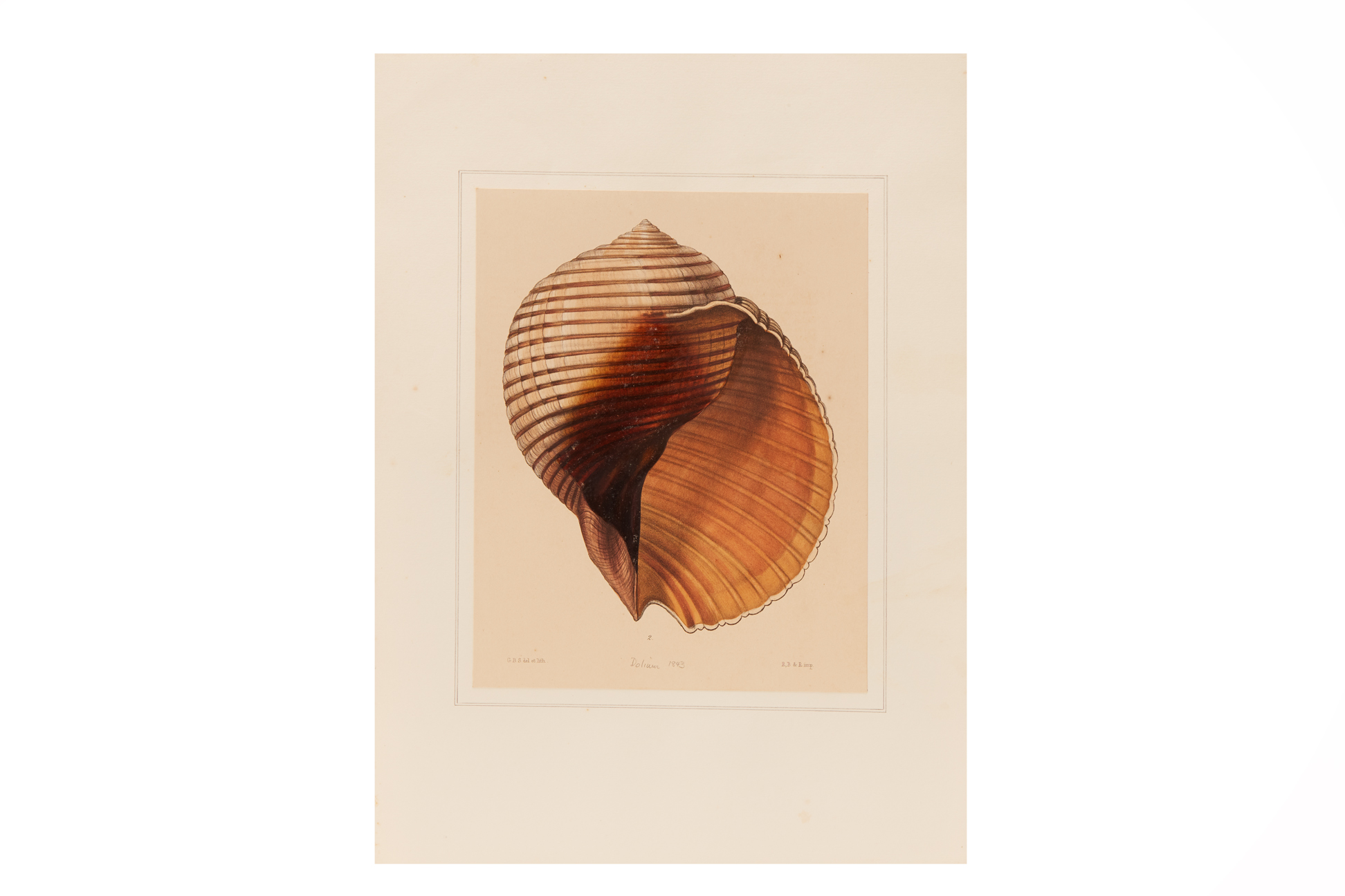 FOUR NATURAL HISTORY LITHOGRAPHS OF SHELLS (2) - Image 7 of 8