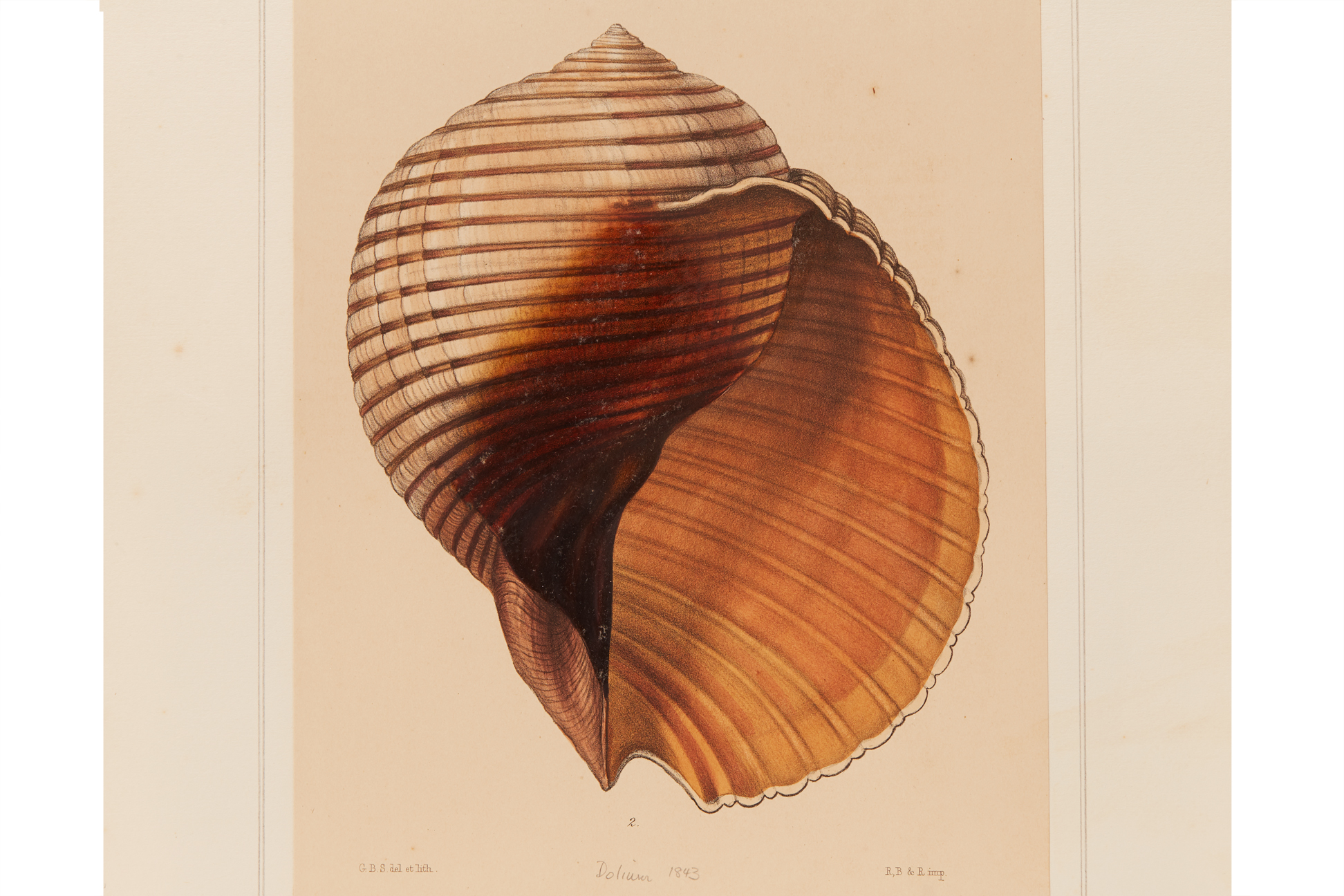 FOUR NATURAL HISTORY LITHOGRAPHS OF SHELLS (2) - Image 8 of 8