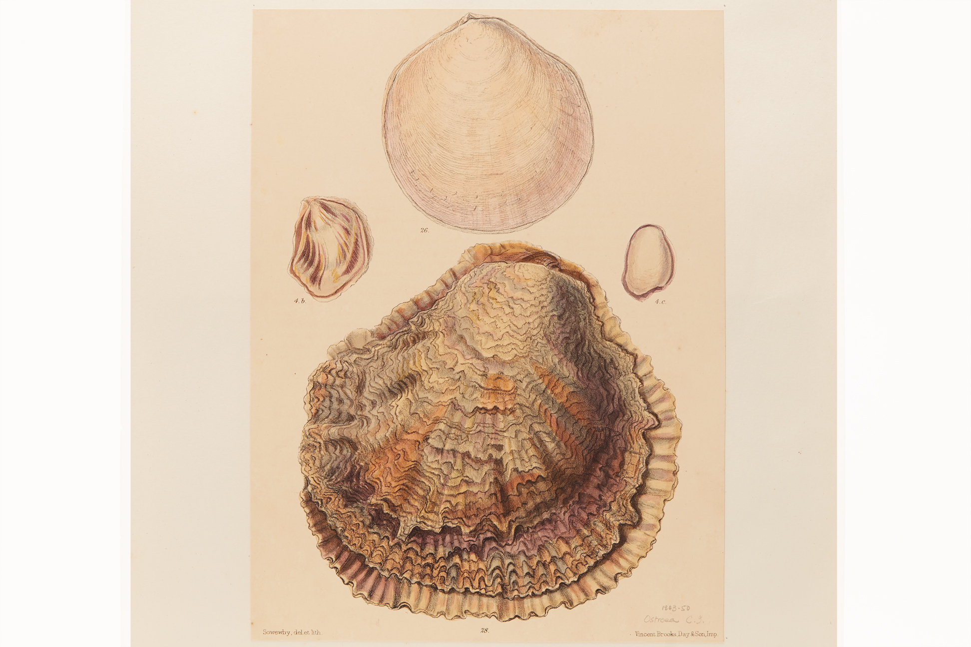 FOUR NATURAL HISTORY LITHOGRAPHS OF SHELLS (2) - Image 4 of 8