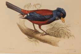 THREE NATURAL HISTORY LITHOGRAPHS OF BIRDS