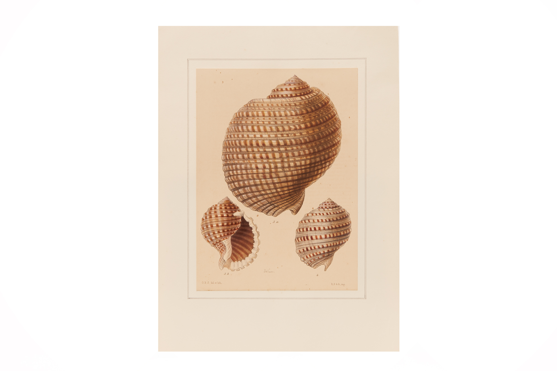 FOUR NATURAL HISTORY LITHOGRAPHS OF SHELLS (2) - Image 5 of 8