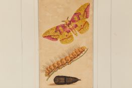 THREE NATURAL HISTORY ENGRAVINGS OF CATERPILLAR TO BUTTERFLY