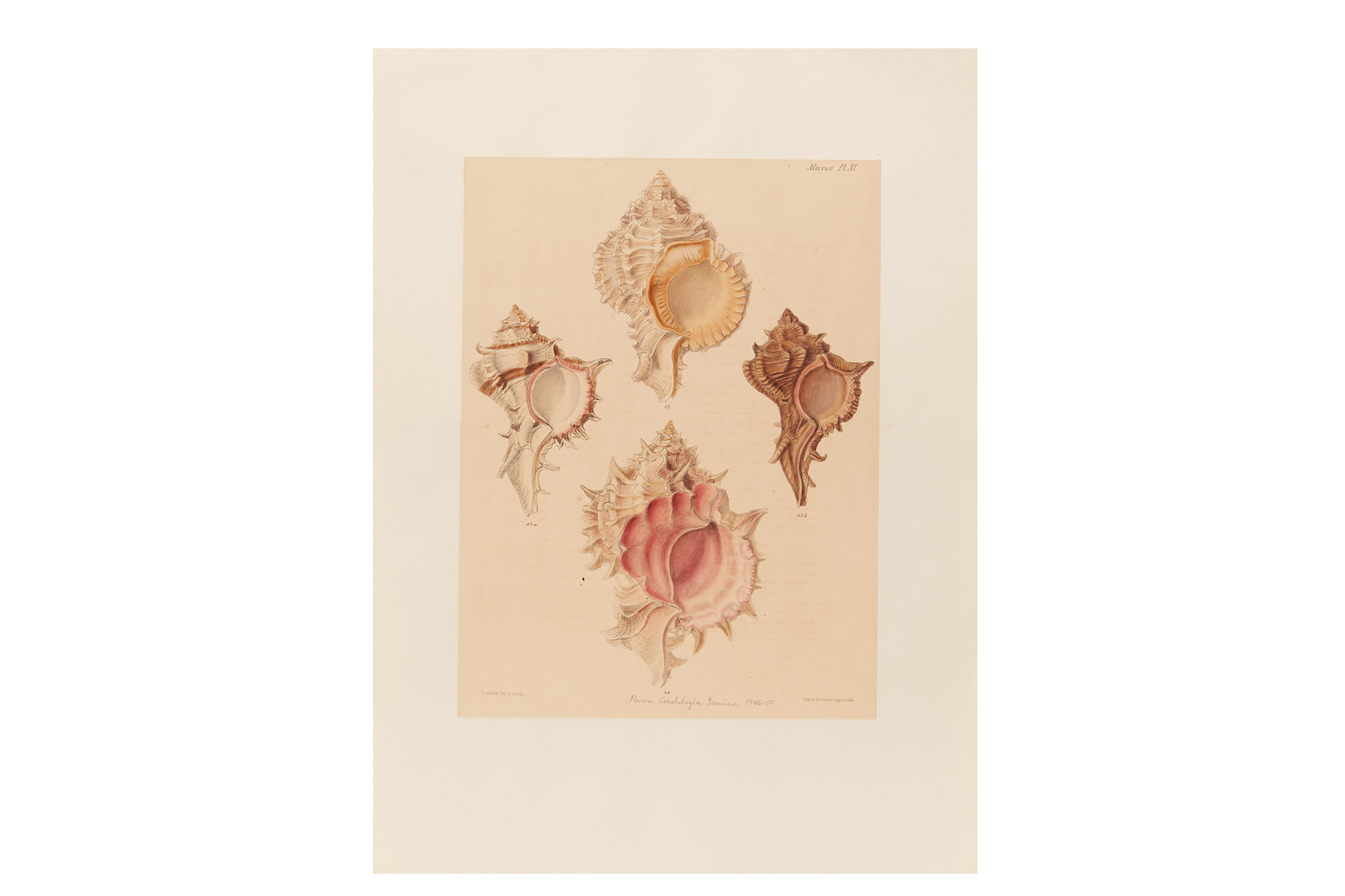 FOUR NATURAL HISTORY LITHOGRAPHS OF SHELLS (2) - Image 2 of 8