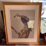 Ralston Gudgeon Large Watercolour of Eagle - actual watercolour 23 1/2" x 19 1/4"