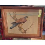 Ralston Gudgeon Watercolour of Falcon - actual watercolour 19 3/4" X 15". The frame measures 26 1/2"