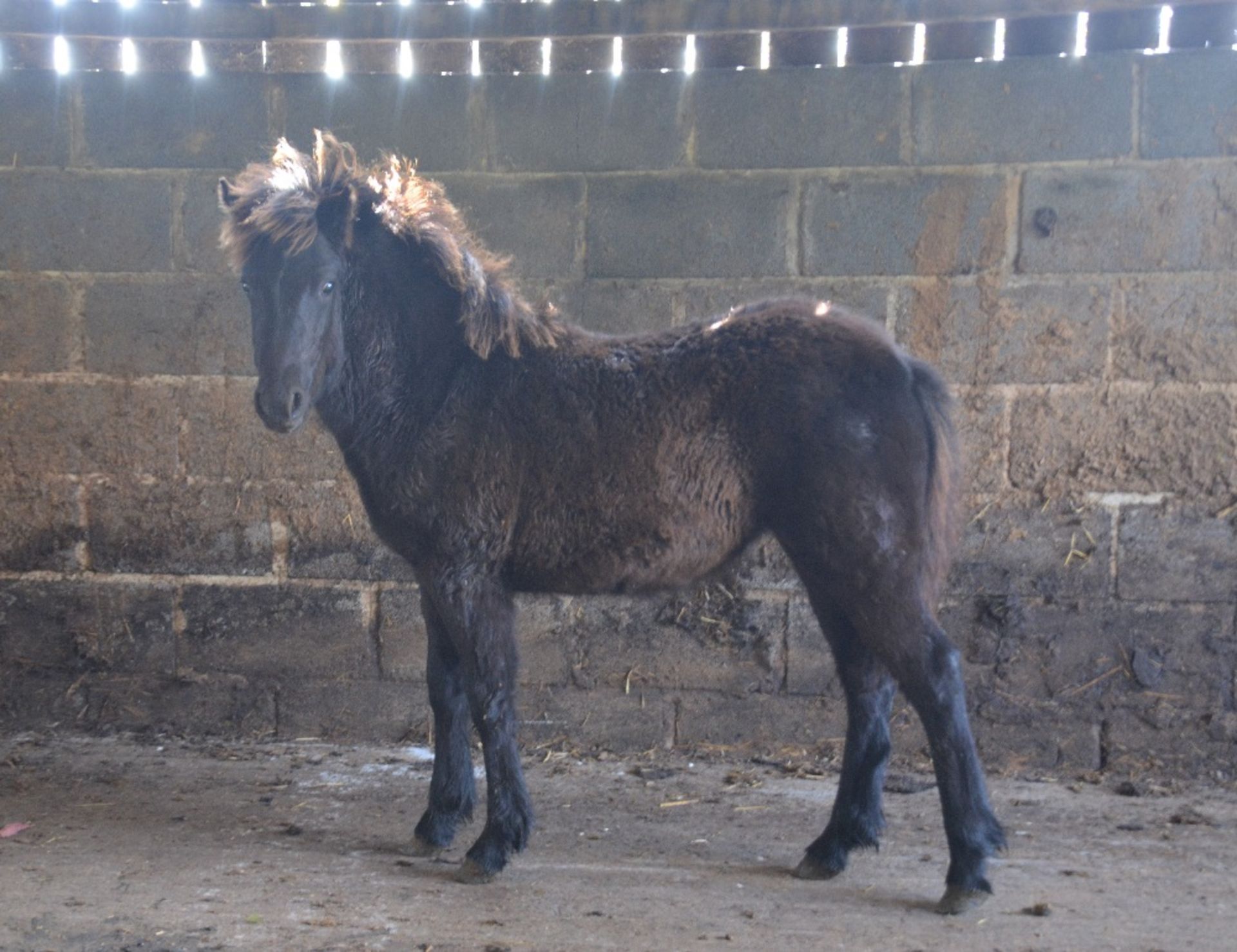 'BLACKATOR KEIRA' DARTMOOR HILL PONY DARK BAY FILLY APPROX 6 MONTHS OLD - Image 3 of 10