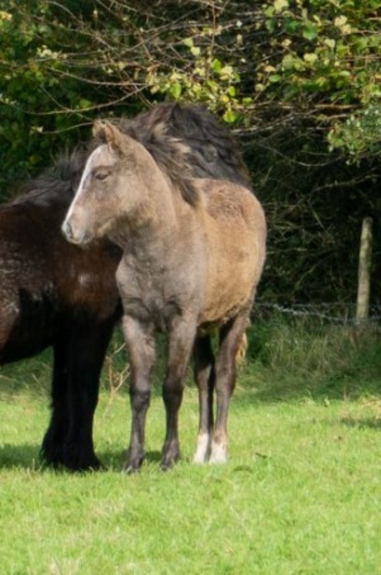 'CHINKWELL LADY GREY' DARTMOOR HILL PONY FILLY APPROX 6 MONTHS OLD - Image 2 of 3