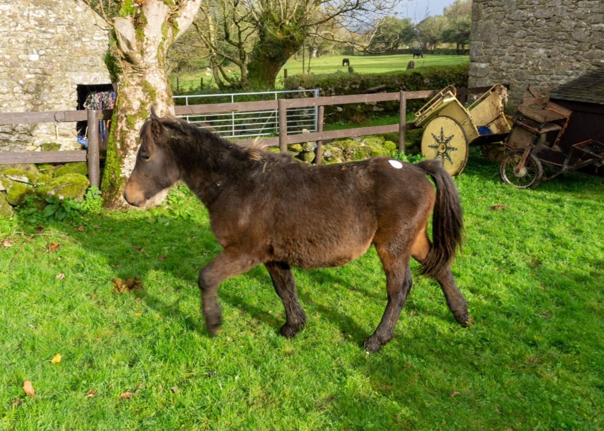 DARTMOOR HILL PONY DARK BAY COLT 18 MONTHS OLD