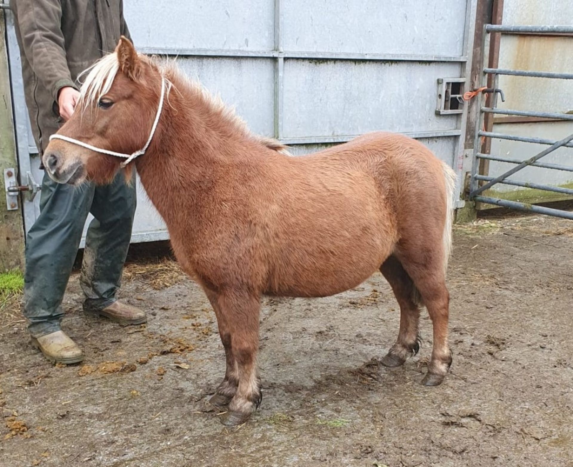 CHESTNUT SHETLAND MARE 10 YRS OLD REGISTERED WITH THE BRITISH SPOTTED PONY SOCIETY - Image 6 of 12