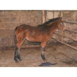 'BLACKATOR KAYLEIGH' DARTMOOR HILL PONY BRIGHT BAY FILLY APPROX 6 MONTHS OLD