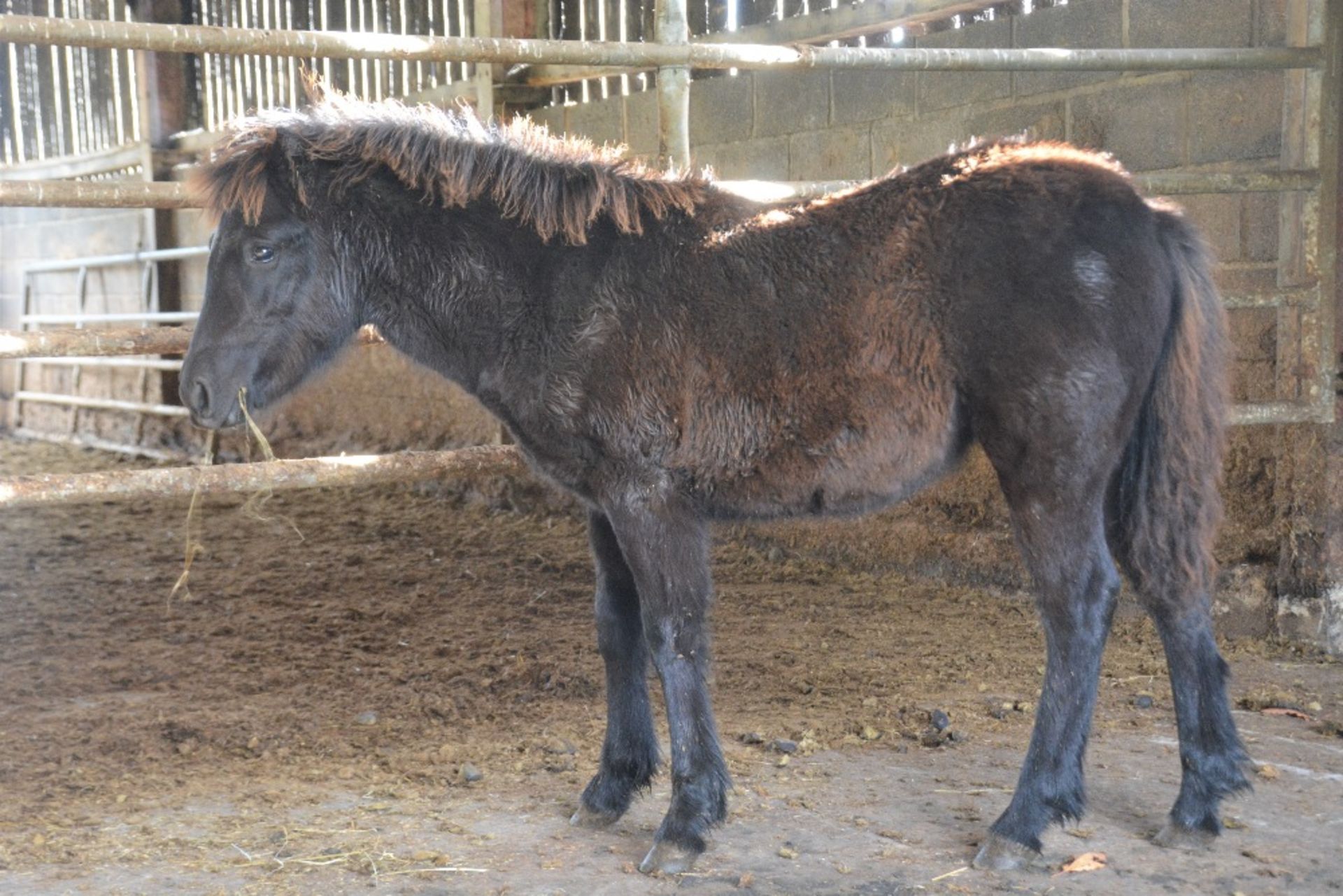 'BLACKATOR KEIRA' DARTMOOR HILL PONY DARK BAY FILLY APPROX 6 MONTHS OLD - Image 4 of 10