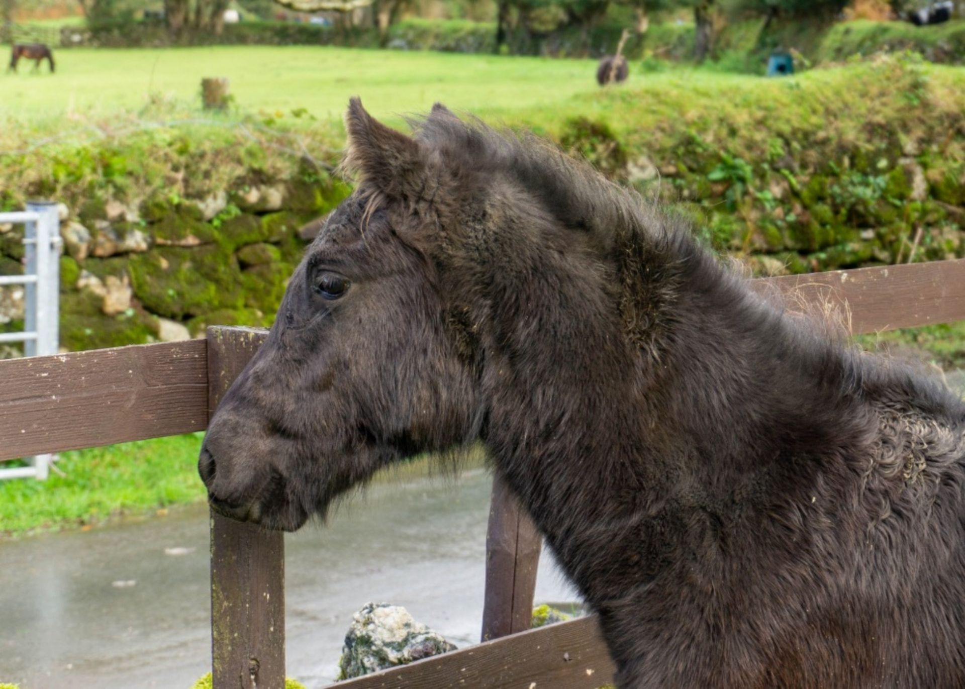 DARTMOOR HILL PONY FILLY APPROX 1 OR 2 YEARS OLD - Image 2 of 4