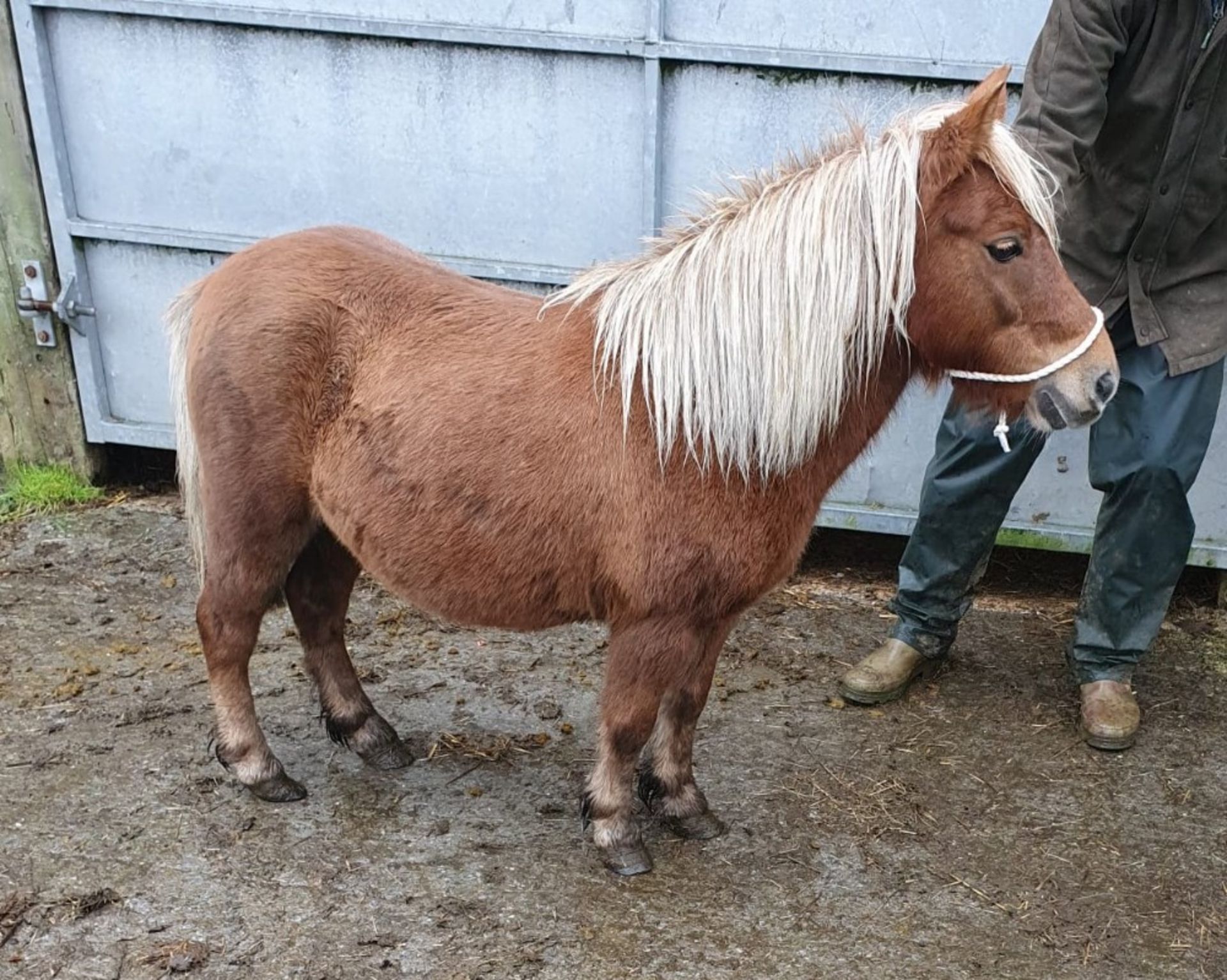 CHESTNUT SHETLAND MARE 10 YRS OLD REGISTERED WITH THE BRITISH SPOTTED PONY SOCIETY - Image 2 of 12
