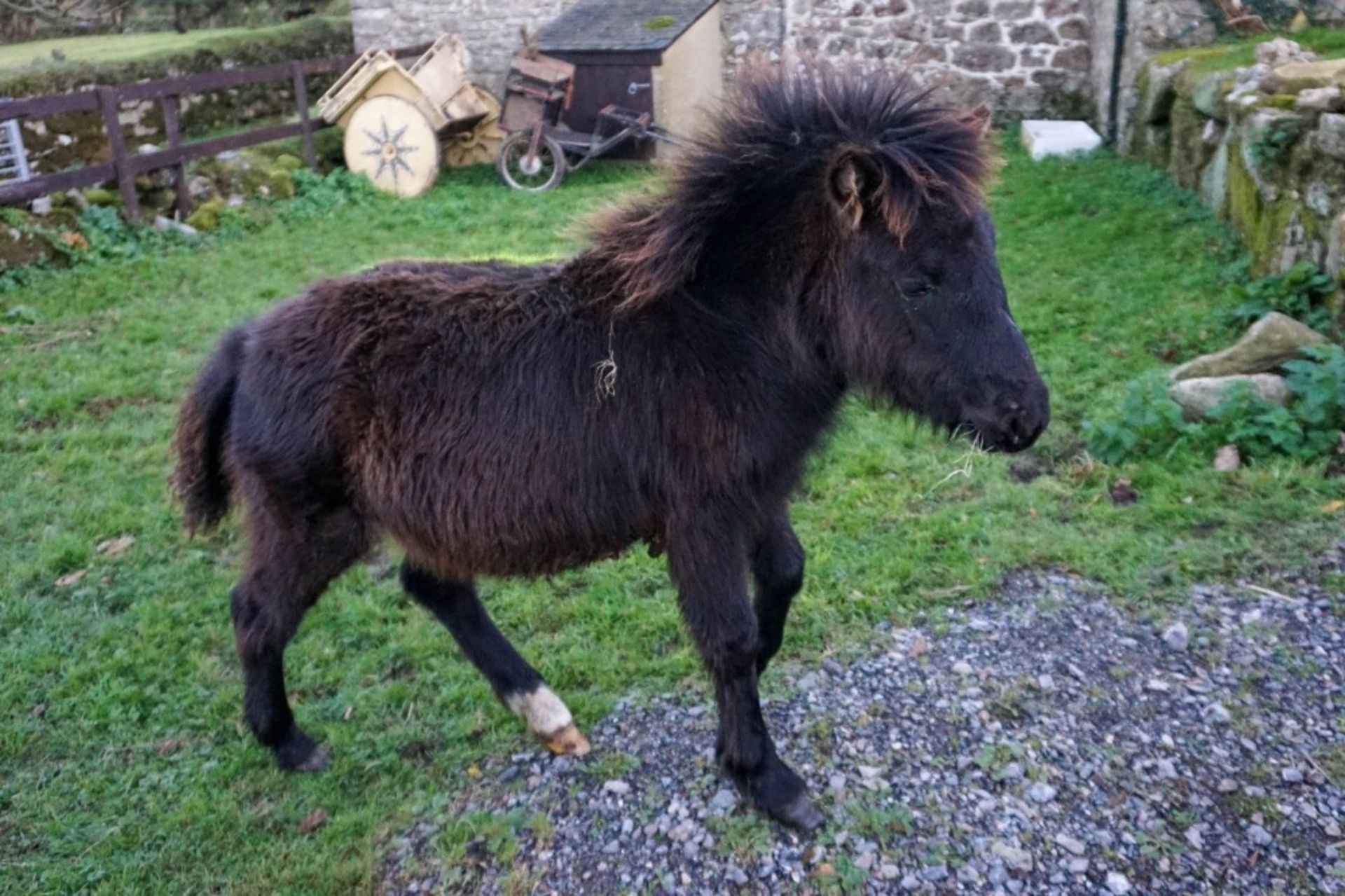 DARTMOOR HILL PONY FILLY APPROX 6 MONTHS OLD - Image 3 of 3