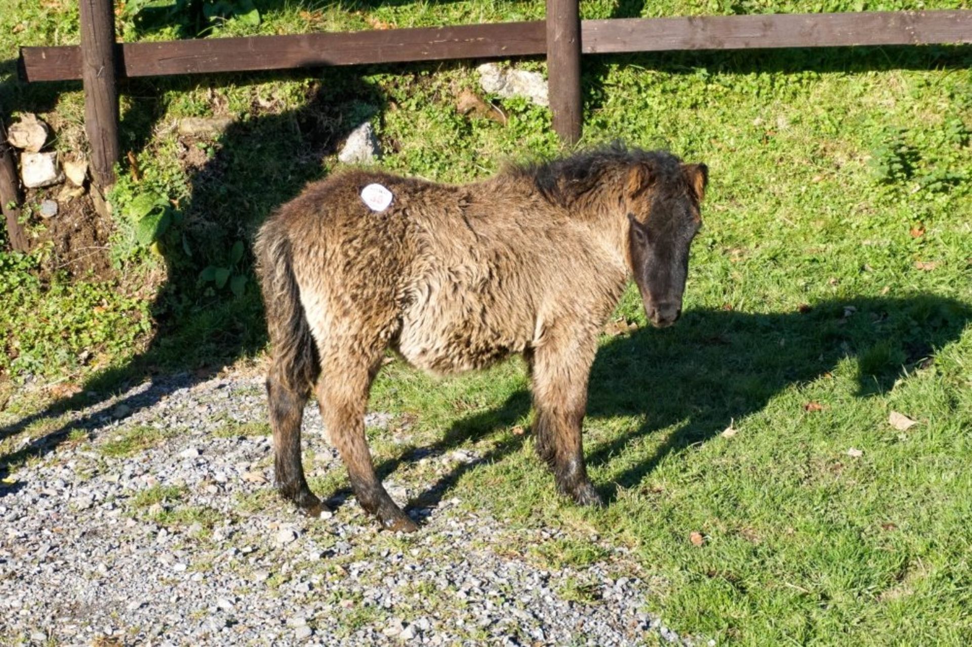 SMALL SHETLAND FILLY APPROX 6 MONTHS OLD