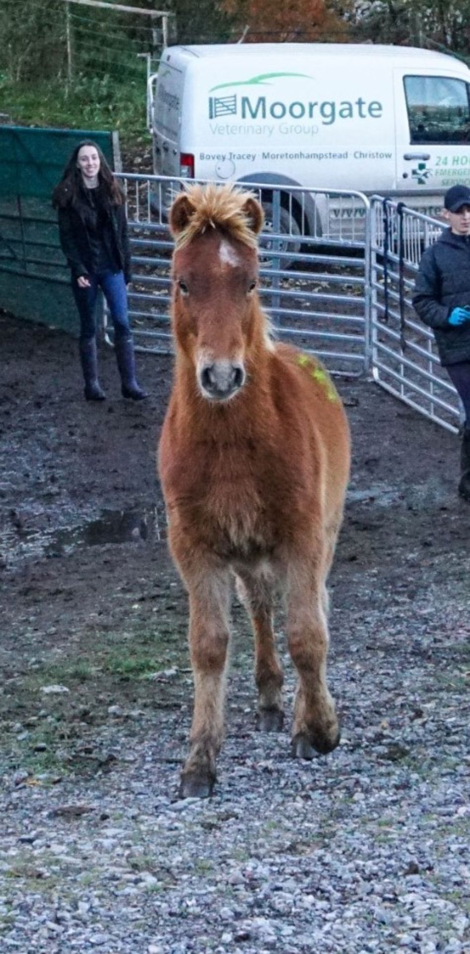 DARTMOOR HILL PONY CHESTNUT COLT APPROX 6 MONTHS OLD - Image 2 of 4