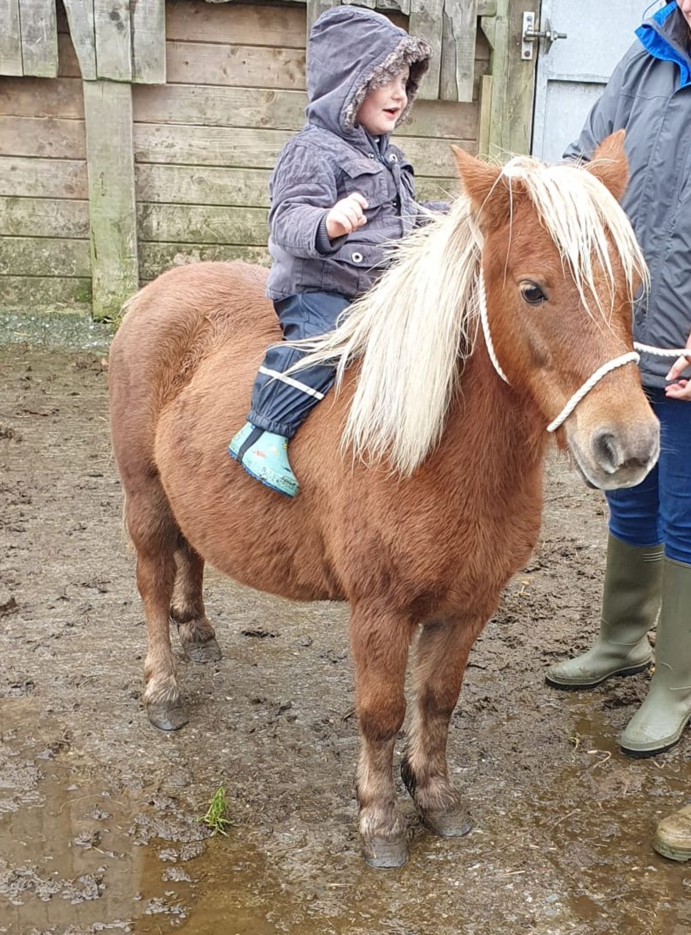 CHESTNUT SHETLAND MARE 10 YRS OLD REGISTERED WITH THE BRITISH SPOTTED PONY SOCIETY - Image 8 of 12