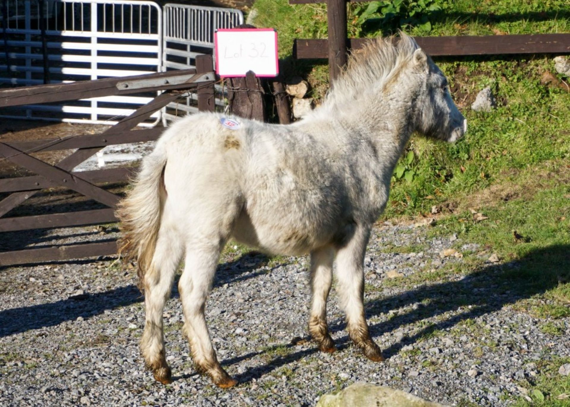 SHETLAND X DARTMOOR HILL PONY FILLY APPROX 6 MONTHS OLD - Image 2 of 3