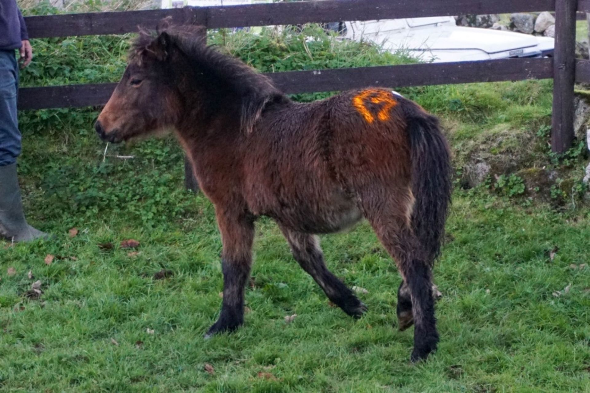 DARTMOOR HILL PONY FILLY APPROX 6 MONTHS OLD - Image 3 of 7