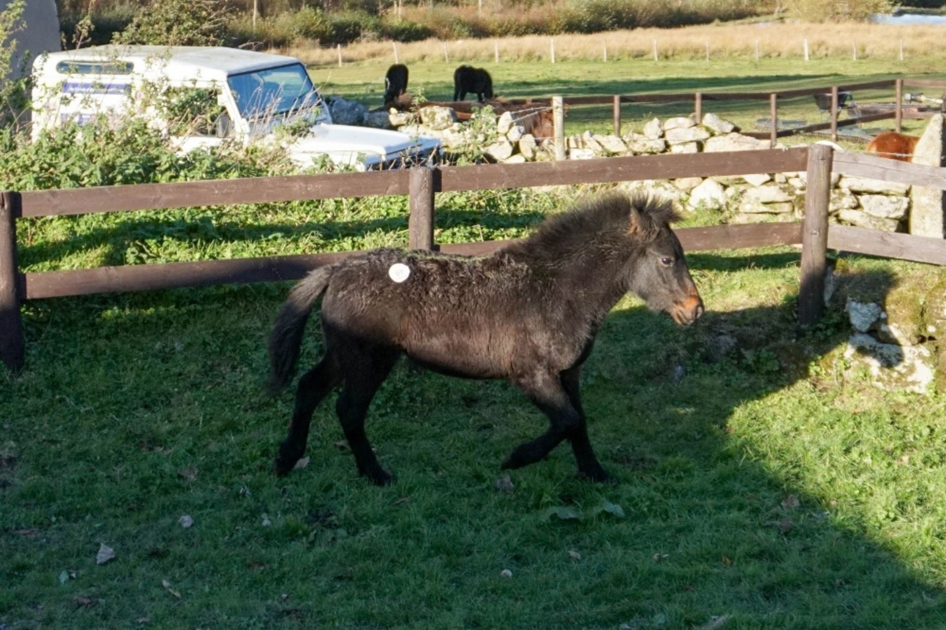 DARTMOOR HILL PONY COLT APPROX 6 MONTHS OLD