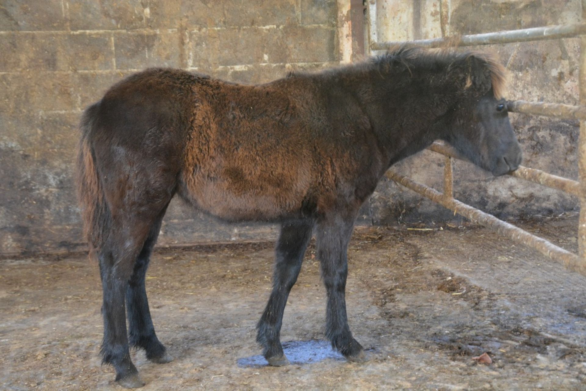 'BLACKATOR KEIRA' DARTMOOR HILL PONY DARK BAY FILLY APPROX 6 MONTHS OLD - Image 8 of 10
