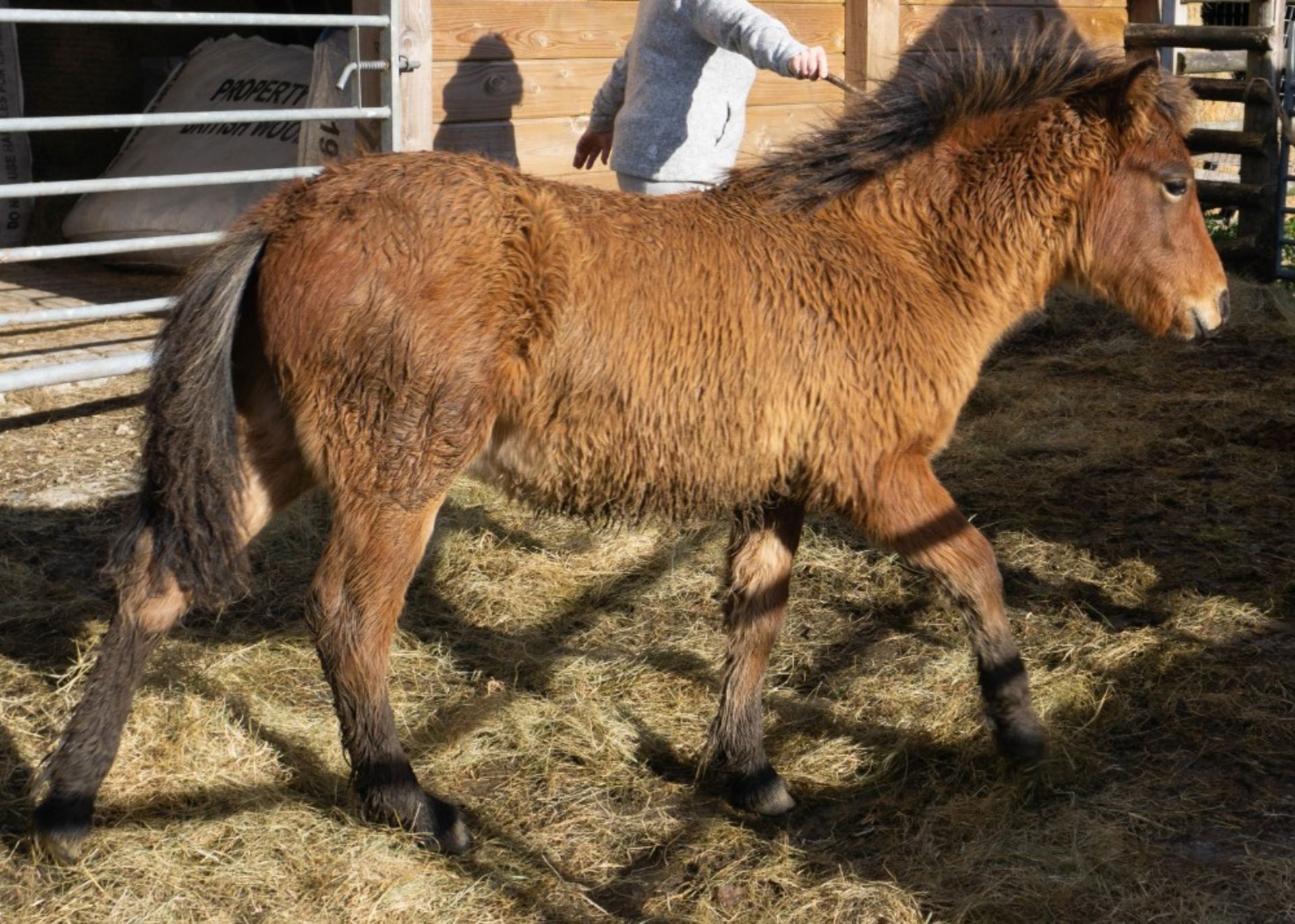 'CHINKWELL MANOR' DARTMOOR HILL PONY BAY COLT APPROX 6 MONTHS OLD