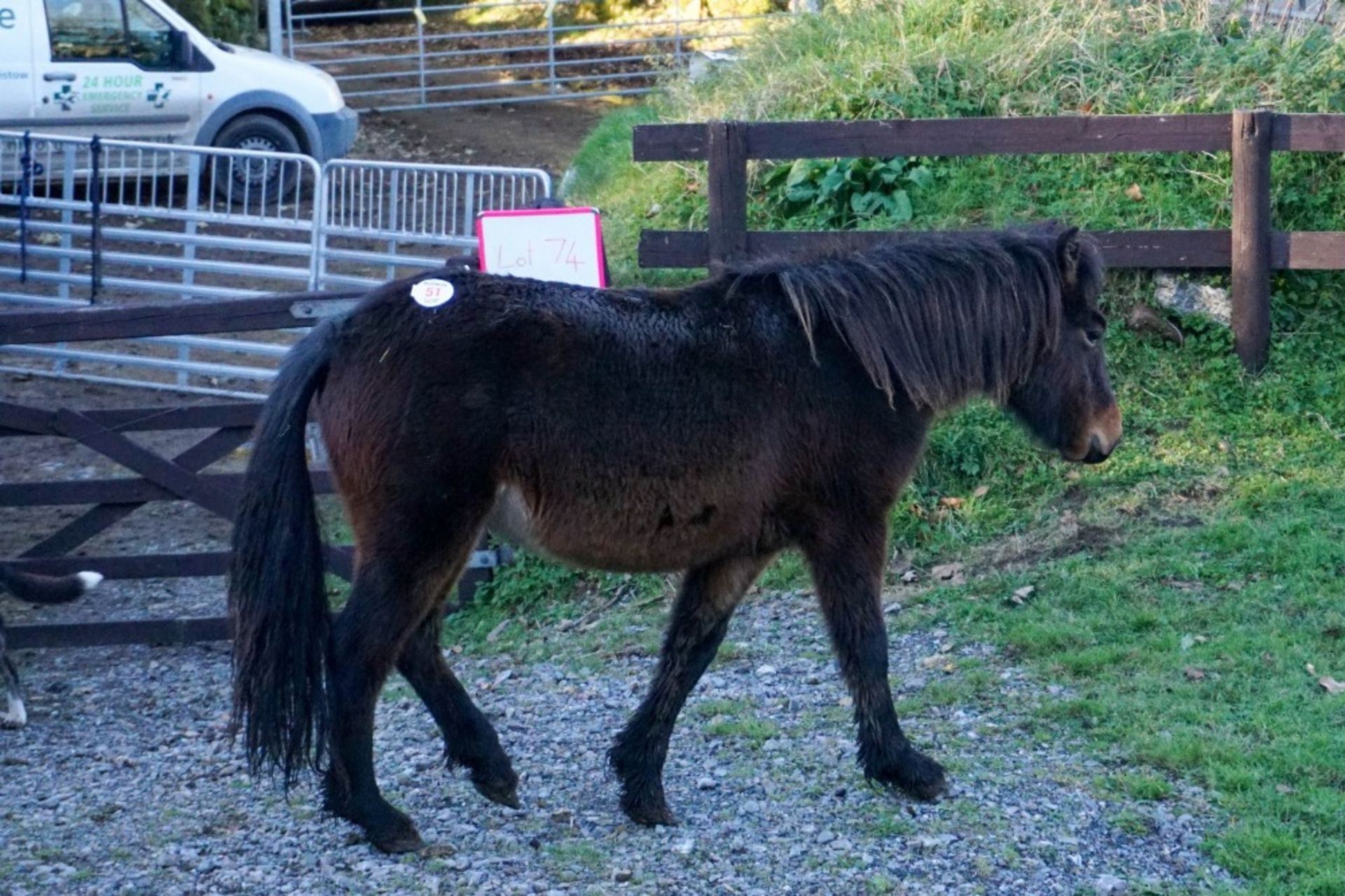 DARTMOOR HILL PONY FILLY - Image 2 of 2