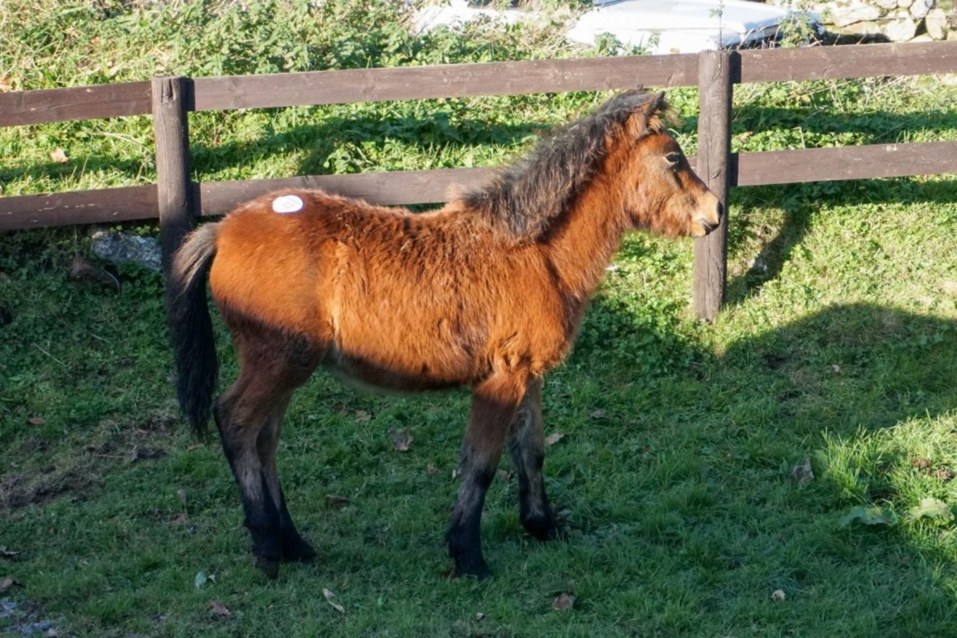 DARTMOOR HILL PONY FILLY APPROX 6 MONTHS OLD