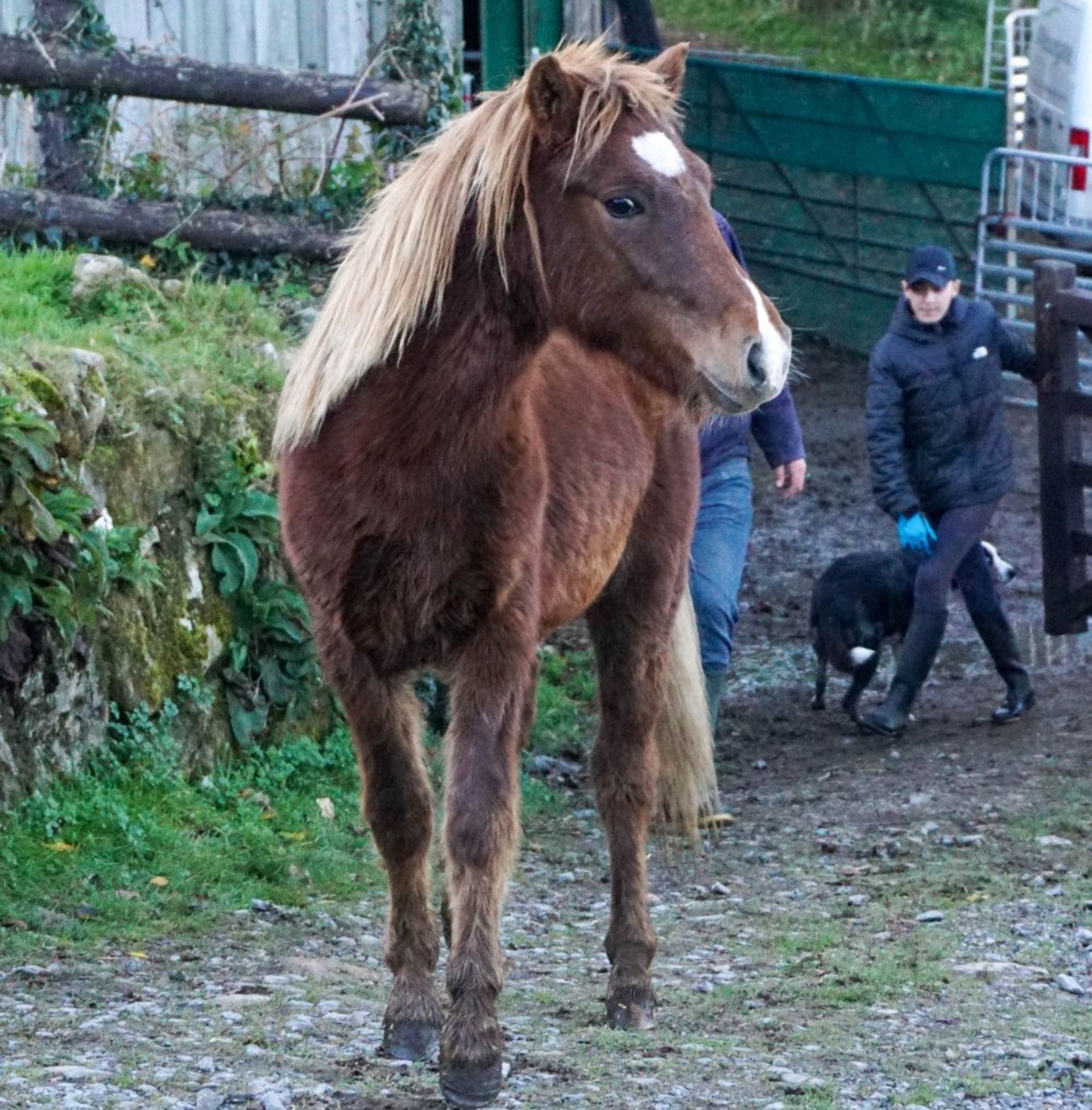 DARTMOOR HILL PONY CHESTNUT COLT APPROX 18 MONTHS OLD - Image 3 of 4