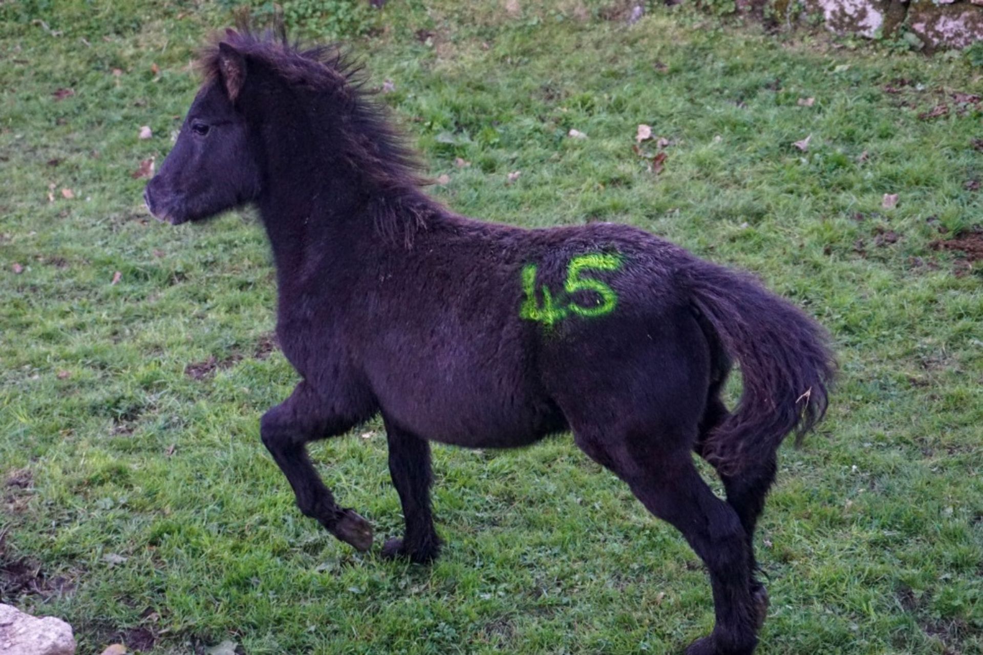 DARTMOOR HILL PONY COLT APPROX 6 MONTHS OLD - Image 2 of 3