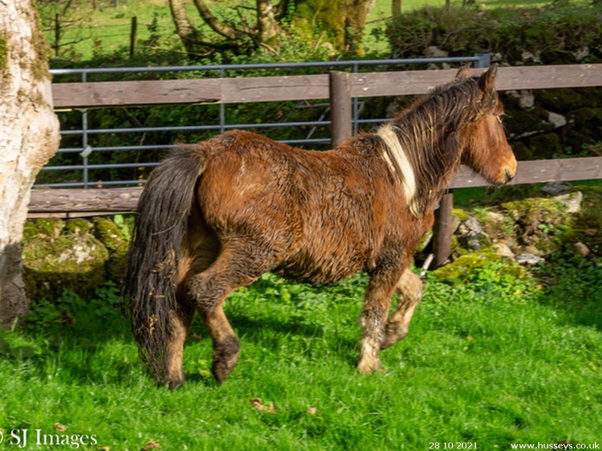 DARTMOOR HILL PONY COLT POSSIBLY 2 YEARS OLD